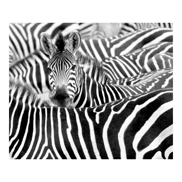 Hangsúlyos zebra mintás, elegáns kivitelezésű óriásposzter, 265x318 cm