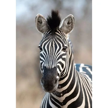 Zebra portré, óriásposzter 300x212 cm