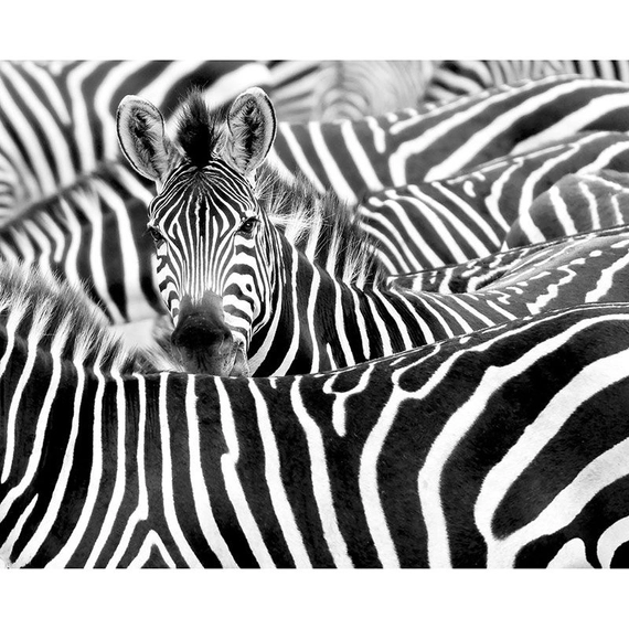 Zebra mintás, elegáns kivitelezésű óriásposzter, 300x371 cm